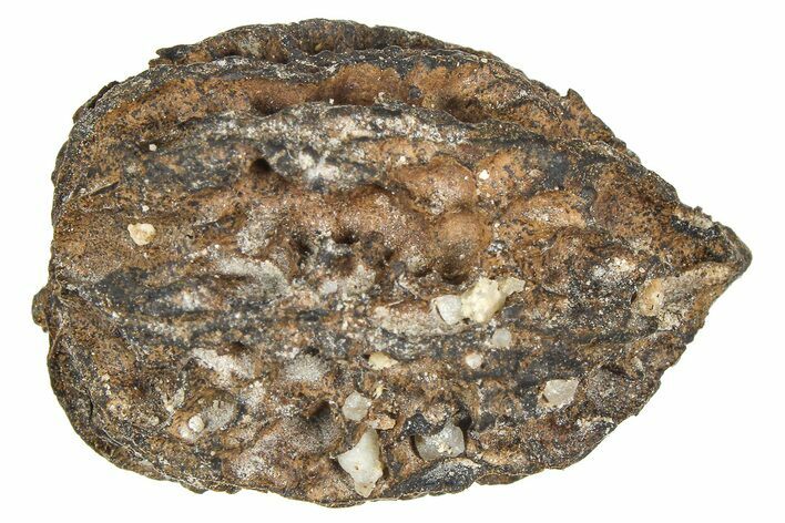 Pliocene Fossil Butternut Tree (Juglans) Nut - France #365380